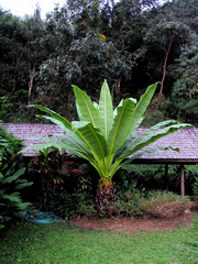 Ensete