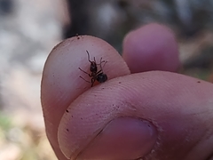 Liometopum apiculatum