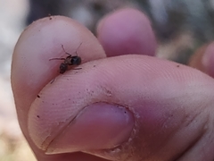 Liometopum apiculatum