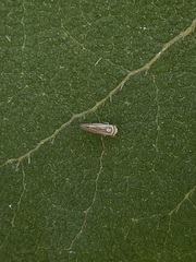 Idiodonus kennicotti