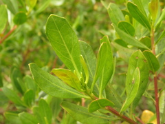 Baccharis macrantha