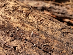 Liometopum apiculatum