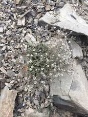 Sabulina nuttallii