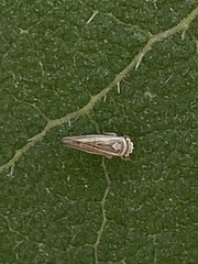 Idiodonus kennicotti