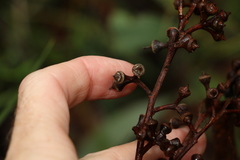 Eucalyptus major