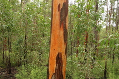 Eucalyptus major