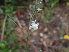 Sairocarpus coulterianus
