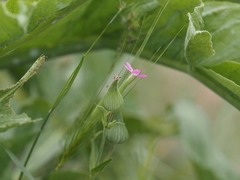 Silene conica