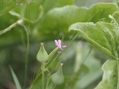 Silene conica