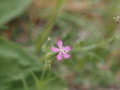 Silene conica