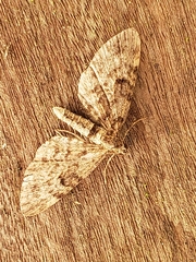 Eupithecia abbreviata