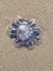 Cyanea lamarckii