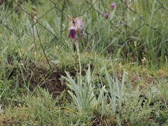 Iris stolonifera