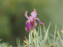 Iris stolonifera