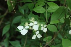 Hydrangea scandens