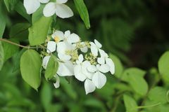 Hydrangea scandens