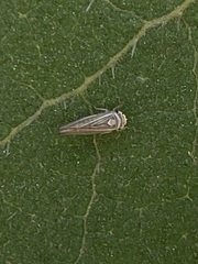 Idiodonus kennicotti