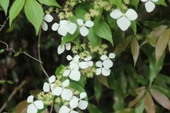 Hydrangea scandens