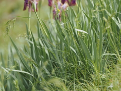 Iris stolonifera