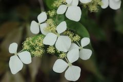 Hydrangea scandens