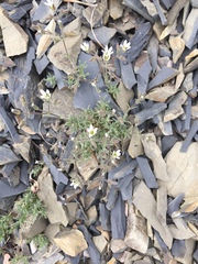 Sabulina nuttallii