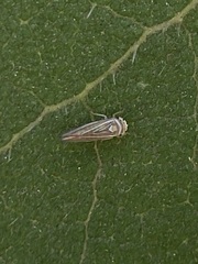 Idiodonus kennicotti