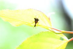 Leptapoderus balteatus