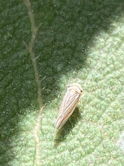 Idiodonus kennicotti