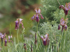 Iris stolonifera