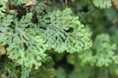 Hymenophyllum barbatum image