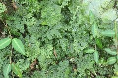 Hymenophyllum barbatum