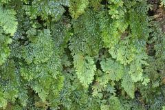 Hymenophyllum barbatum image