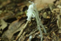 Monotropastrum humile