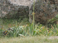 Iris stolonifera