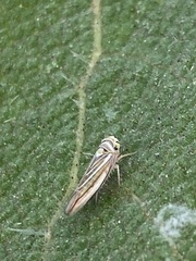 Idiodonus kennicotti