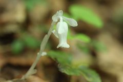 Monotropastrum humile