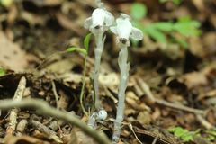 Monotropastrum humile