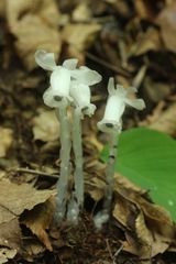 Monotropastrum humile