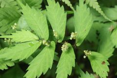 Elatostema japonicum