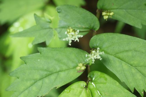 Elatostema japonicum iNat (1)