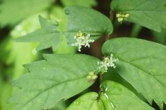 Elatostema japonicum