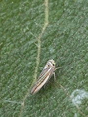 Idiodonus kennicotti