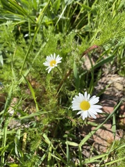 Tripleurospermum inodorum