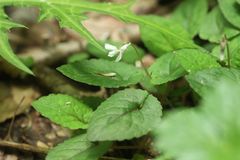 Viola maximowicziana