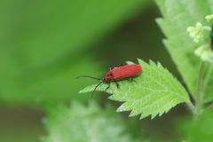 Dictyoptera gorhami