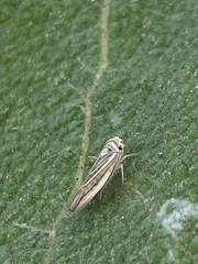 Idiodonus kennicotti