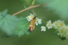 Nemophora ochsenheimerella