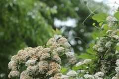Parnassius glacialis