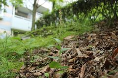 Cephalanthera erecta