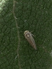 Idiodonus kennicotti